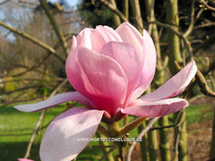 Magnolia 'Eleanor May' - Sierboom - Hortus Conclusus  - 3