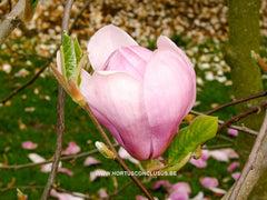 Magnolia 'Eleanor May' - Sierboom - Hortus Conclusus  - 4