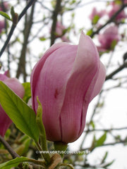 Magnolia 'Eleanor May' - Sierboom - Hortus Conclusus  - 5