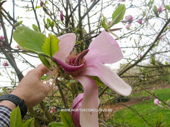 Magnolia 'Eleanor May' - Sierboom - Hortus Conclusus  - 7