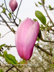 Magnolia 'Eleanor May' - Sierboom - Hortus Conclusus  - 8