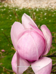 Magnolia 'Eleanor May' - Sierboom - Hortus Conclusus  - 9