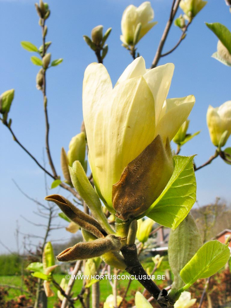 Magnolia 'Elizabeth' - Sierboom - Hortus Conclusus  - 1