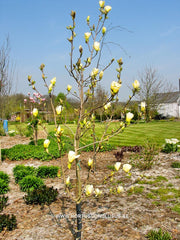 Magnolia 'Elizabeth' - Sierboom - Hortus Conclusus  - 3
