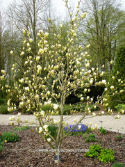 Magnolia 'Elizabeth' - Sierboom - Hortus Conclusus  - 6