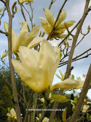 Magnolia 'Elizabeth' - Sierboom - Hortus Conclusus  - 7