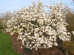 Magnolia 'Emma Cook' - Sierboom - Hortus Conclusus  - 3