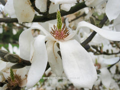 Magnolia 'Emma Cook' - Sierboom - Hortus Conclusus  - 4