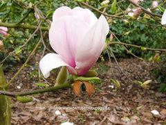 Magnolia 'Eskimo' - Sierboom - Hortus Conclusus  - 1