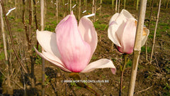 Magnolia 'Eskimo' - Sierboom - Hortus Conclusus  - 2