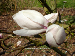 Magnolia 'Eskimo' - Sierboom - Hortus Conclusus  - 3
