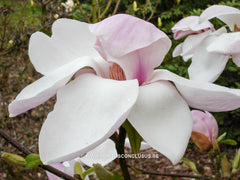 Magnolia 'Eskimo' - Sierboom - Hortus Conclusus  - 4