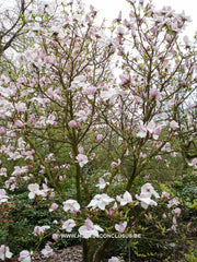 Magnolia 'Eskimo' - Sierboom - Hortus Conclusus  - 5