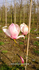 Magnolia 'Eskimo' - Sierboom - Hortus Conclusus  - 6