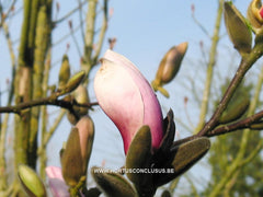Magnolia 'Eskimo' - Sierboom - Hortus Conclusus  - 7