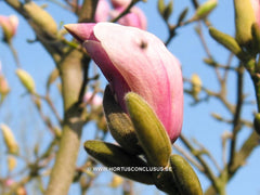 Magnolia 'Eskimo' - Sierboom - Hortus Conclusus  - 8