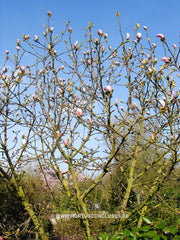 Magnolia 'Eskimo' - Sierboom - Hortus Conclusus  - 9