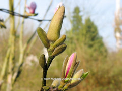 Magnolia 'Eskimo' - Sierboom - Hortus Conclusus  - 10
