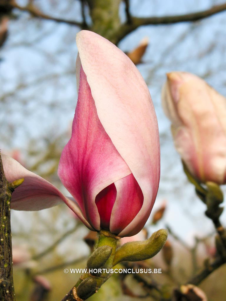 Magnolia 'Felicity' - Sierboom - Hortus Conclusus  - 1