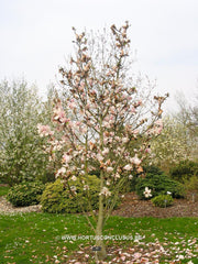 Magnolia 'Felicity' - Sierboom - Hortus Conclusus  - 2