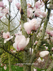 Magnolia 'Felicity' - Sierboom - Hortus Conclusus  - 3