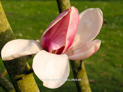 Magnolia 'Felicity' - Sierboom - Hortus Conclusus  - 4