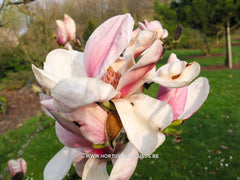 Magnolia 'Felicity' - Sierboom - Hortus Conclusus  - 5