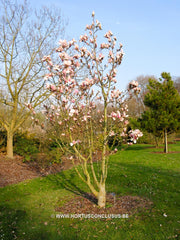 Magnolia 'Felicity' - Sierboom - Hortus Conclusus  - 6