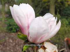 Magnolia 'Felicity' - Sierboom - Hortus Conclusus  - 7