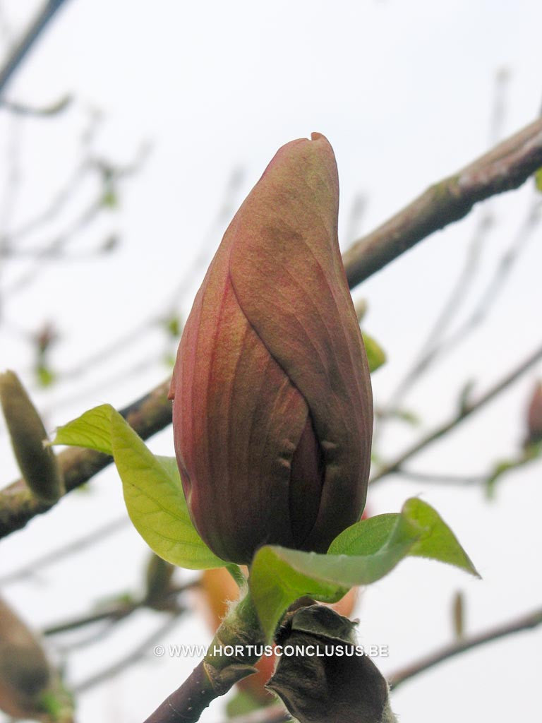 Magnolia 'Flamingo' - Sierboom - Hortus Conclusus  - 1