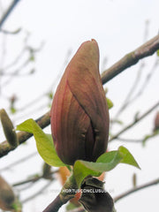 Magnolia 'Flamingo' - Sierboom - Hortus Conclusus  - 1