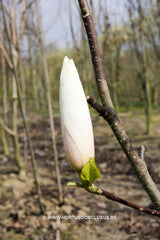 Magnolia 'Forrest's Pink' x 'Lesley Jane' - Sierboom - Hortus Conclusus  - 1