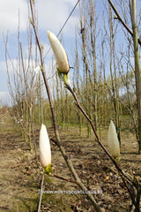 Magnolia 'Forrest's Pink' x 'Lesley Jane' - Sierboom - Hortus Conclusus  - 2