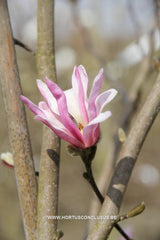Magnolia 'Fredelies' - Sierboom - Hortus Conclusus  - 3