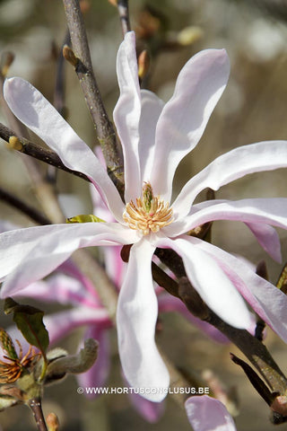 Magnolia 'Fredelies'