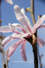 Magnolia 'Fredelies' - Sierboom - Hortus Conclusus  - 4