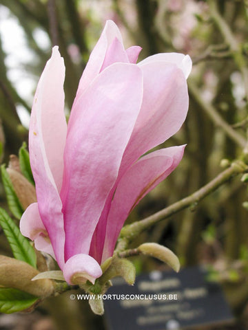 Magnolia 'George Henry Kern'