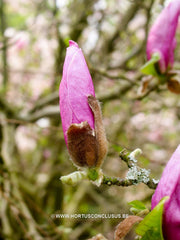 Magnolia 'George Henry Kern' - Sierboom - Hortus Conclusus  - 2