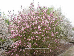 Magnolia 'George Henry Kern' - Sierboom - Hortus Conclusus  - 3