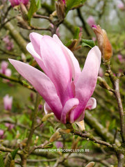 Magnolia 'George Henry Kern' - Sierboom - Hortus Conclusus  - 4