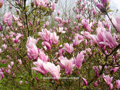 Magnolia 'George Henry Kern' - Sierboom - Hortus Conclusus  - 5