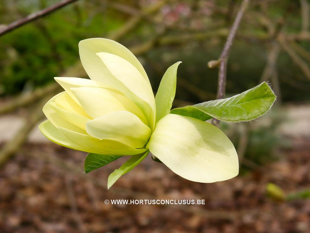 Magnolia 'Gold Star' - Sierboom - Hortus Conclusus  - 1