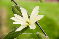 Magnolia 'Gold Star' - Sierboom - Hortus Conclusus  - 3