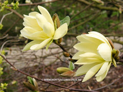 Magnolia 'Gold Star' - Sierboom - Hortus Conclusus  - 4