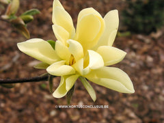 Magnolia 'Gold Star' - Sierboom - Hortus Conclusus  - 5