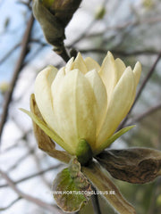 Magnolia 'Gold Star' - Sierboom - Hortus Conclusus  - 7