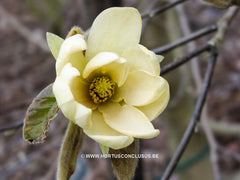 Magnolia 'Gold Star' - Sierboom - Hortus Conclusus  - 8
