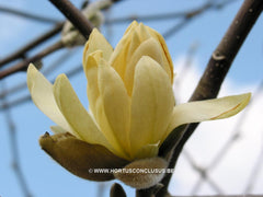 Magnolia 'Gold Star' - Sierboom - Hortus Conclusus  - 9