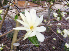 Magnolia 'Gold Star' - Sierboom - Hortus Conclusus  - 12