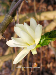 Magnolia 'Gold Star' - Sierboom - Hortus Conclusus  - 14